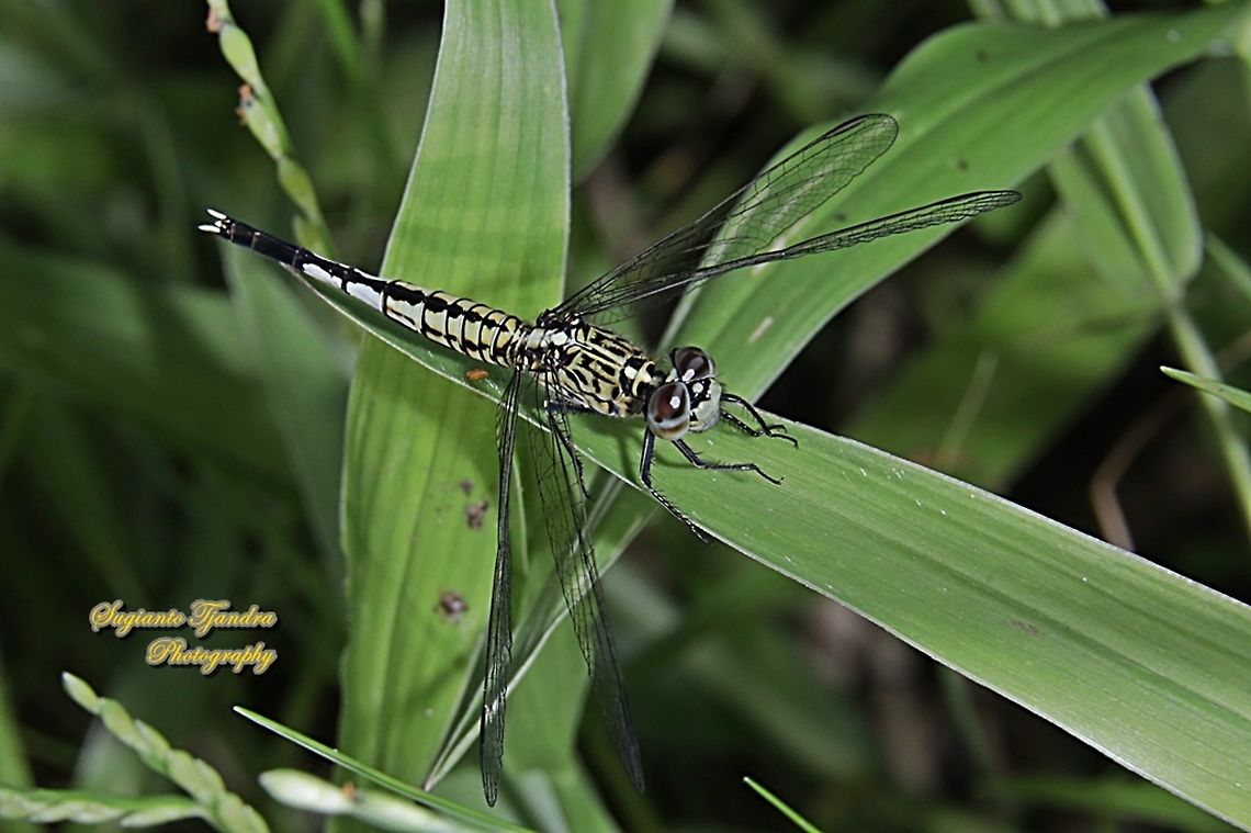 Trumpet tail dragonfly, Acisoma panorpoides - Female  Acisoma panorpoides,Fall,Geotagged,Grizzled pintail,Indonesia