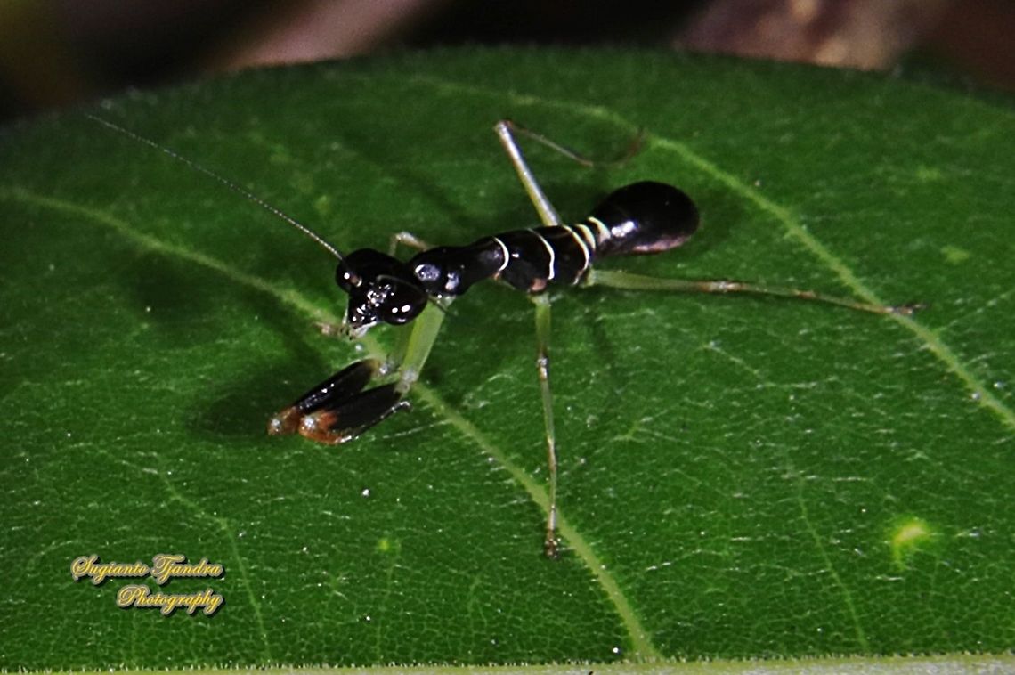 Asian Ant Mantis, Odontomantis planiceps  Fall,Geotagged,Indonesia