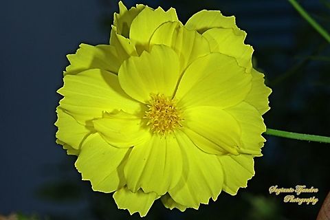 Yellow Cosmos flower (Cosmos sulphureus)  Cosmos sulphureus,Fall,Geotagged,Indonesia,Sulfur Cosmos