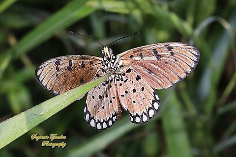 Tawny Coster Butterfly, Acraea terpsicore Linnaeus - Underside  Acraea terpsicore,Fall,Geotagged,Indonesia,Tawny coster