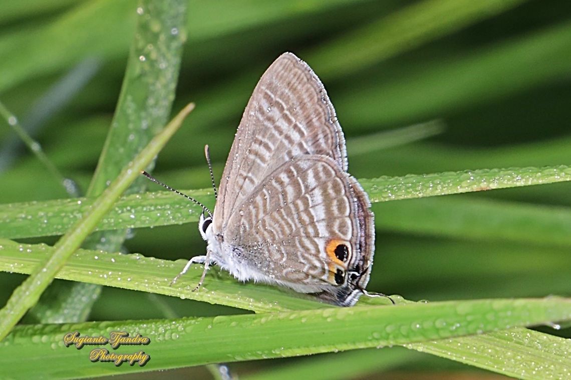 Long-tailed blue Butterfly, Lampides boeticus  Fall,Geotagged,Indonesia,Lampides boeticus,Peablue or Long-tailed Blue