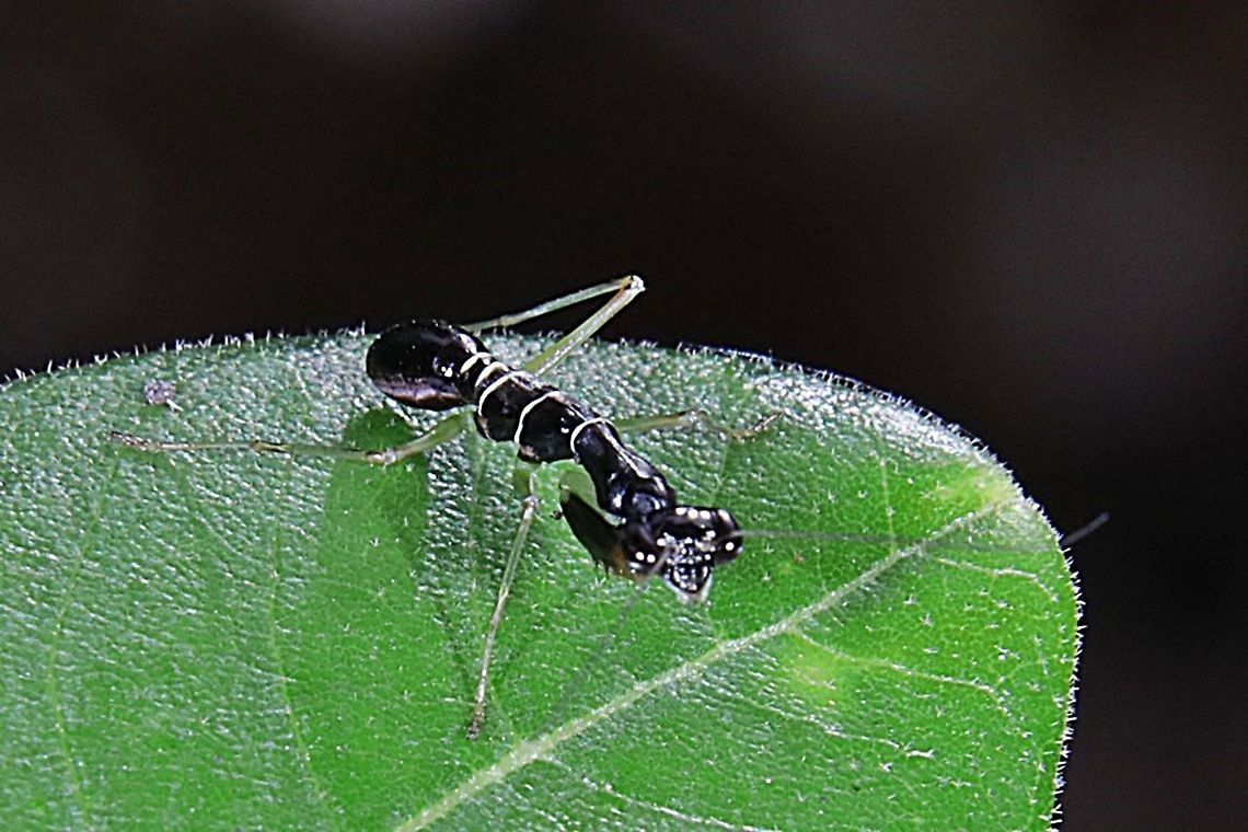 Asian Ant Mantis, Odontomantis planiceps  Asian Ant Mantis,Fall,Geotagged,Indonesia,Odontomantis planiceps
