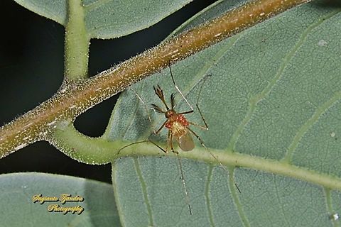 Culicinae Mosquito w/ parasites on its thorax  Fall,Geotagged,Indonesia