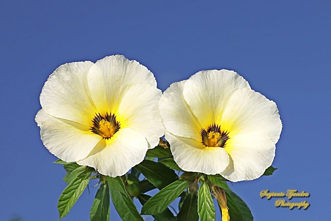 White buttercup flower, Turnera subulata  Cuban Buttercup,Fall,Geotagged,Indonesia,Turnera subulata