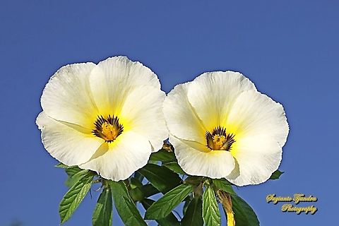 White buttercup flower, Turnera subulata  Cuban Buttercup,Fall,Geotagged,Indonesia,Turnera subulata