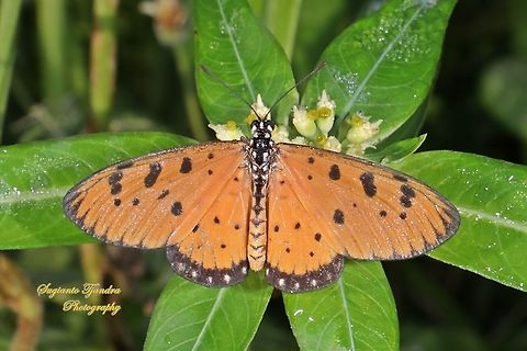 Tawny Coster Butterfly, Acraea terpsicore Linnaeus - Upperside  Acraea terpsicore,Fall,Geotagged,Indonesia,Tawny coster