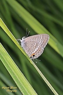 Long-tailed blue Butterfly, Lampides boeticus  Fall,Geotagged,Indonesia,Lampides boeticus,Peablue or Long-tailed Blue