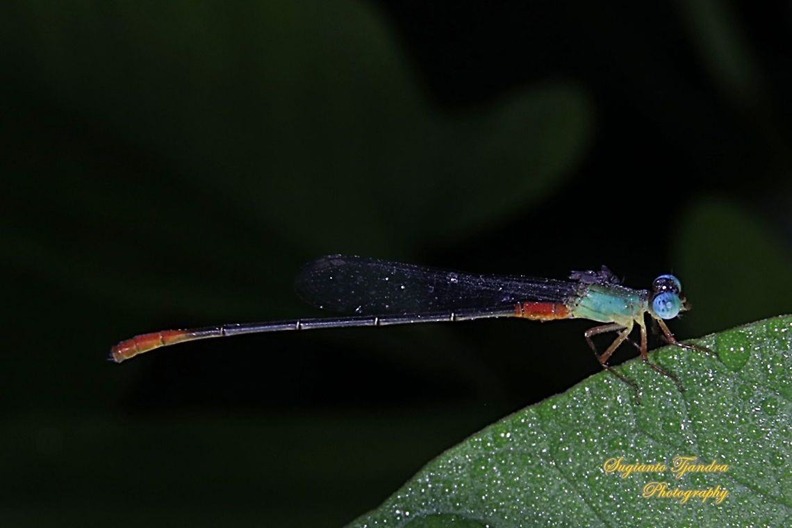Bi-coloured damselfly, Ceriagrion cerinorubellum  Bi-coloured damsel,Ceriagrion cerinorubellum,Fall,Geotagged,Indonesia