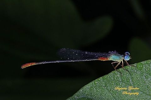 Bi-coloured damselfly, Ceriagrion cerinorubellum  Bi-coloured damsel,Ceriagrion cerinorubellum,Fall,Geotagged,Indonesia