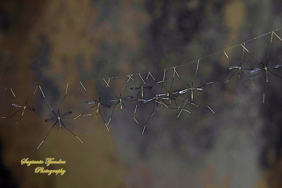 Phantom crane fly, family Tipulidae  Fall,Geotagged,Indonesia