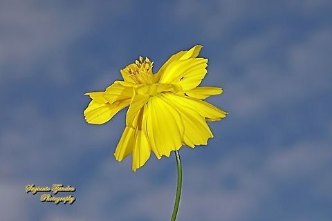 Yellow Cosmos flower (Cosmos sulphureus)  Cosmos sulphureus,Fall,Geotagged,Indonesia,Sulfur Cosmos