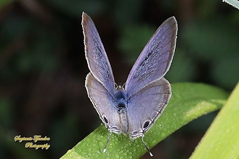 Long-tailed blue Butterfly, Lampides boeticus "upper side"  Fall,Geotagged,Indonesia,Lampides boeticus,Peablue or Long-tailed Blue
