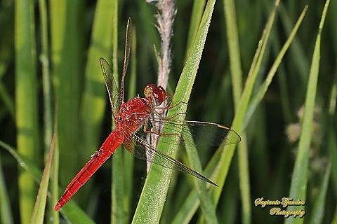 Oriental Scarlet Dragonfly, Crocothemis servilia servilia - Male  Crocothemis servilia,Fall,Geotagged,Indonesia,Scarlet Skimmer