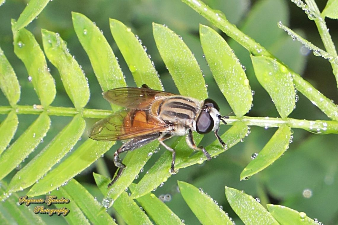 Hoverfly, Mesembrius Sp  Fall,Geotagged,Indonesia