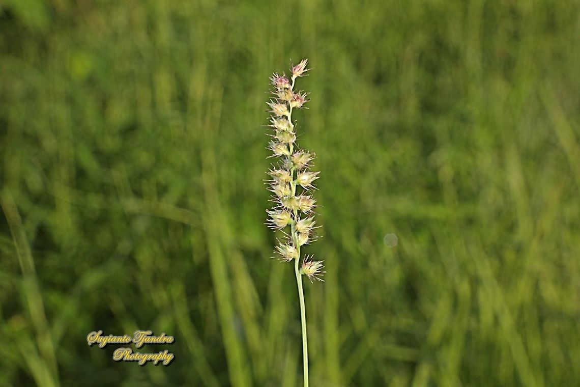 Spiny burr grass, Cenchrus longispinus  Cenchrus longispinus,Fall,Geotagged,Indonesia,Mat Sandbur