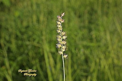 Spiny burr grass, Cenchrus longispinus  Cenchrus longispinus,Fall,Geotagged,Indonesia,Mat Sandbur