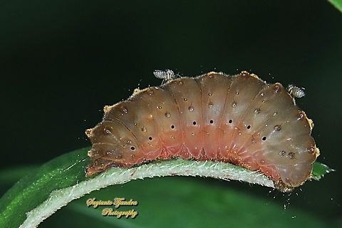 Chalcosiine Day-flying Moth Caterpillar,  Prosopandrophila distincta, Chalcosiinae, family Zygaenidae  Fall,Geotagged,Indonesia,Prosopandrophila distincta