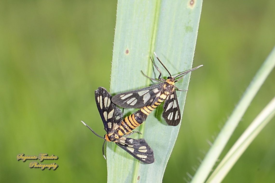 Orange spotted Tiger Moth - Amata huebneri (Huebner's Wasp Moth) "Mating"  Amata huebneri,Fall,Geotagged,Hübner's Wasp Moth,Indonesia