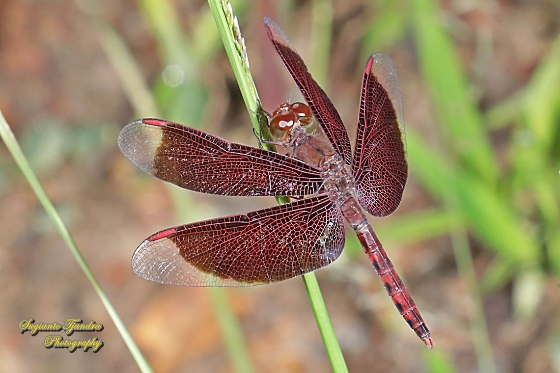 Red Grasshawk Dragonfly, Neurothemis fluctuans  Fall,Geotagged,Indonesia,Neurothemis fluctuans,Red Grasshawk