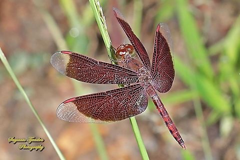 Red Grasshawk Dragonfly, Neurothemis fluctuans  Fall,Geotagged,Indonesia,Neurothemis fluctuans,Red Grasshawk
