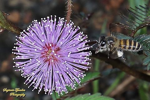 Asian Honey Bee, Apis cerana "looking for nectar on the Putri Malu/Shameplant flower, Mimosa pudica (family Fabaceae)"  Apis cerana,Eastern honey bee,Fall,Geotagged,Indonesia