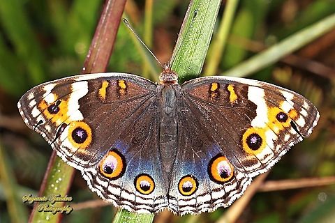 Blue Pansy Butterfly (Junonia orithya) - female upperside  Fall,Geotagged,Indonesia,Junonia orithya