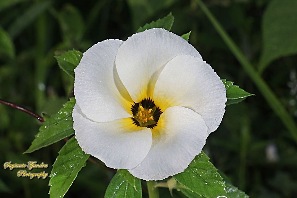 White buttercup flower, Turnera subulata  Cuban Buttercup,Fall,Geotagged,Indonesia,Turnera subulata