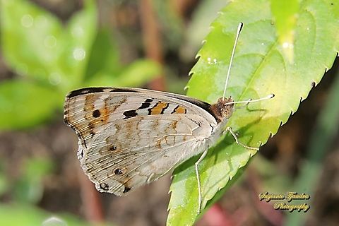 Blue Pansy Butterfly (Junonia orithya) - male lowerside  Fall,Geotagged,Indonesia,Junonia orithya