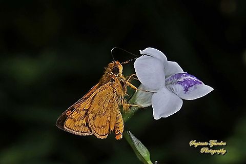 Skipper Butterfly - The Lesser Dart, Potanthus omaha "sucking nectar on the Chinese Violet Weed flower, Asystasia gangetica"  Fall,Geotagged,Indonesia,Lesser dart,Potanthus omaha