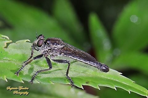 Black Robber fly, Asilidae  Fall,Geotagged,Indonesia