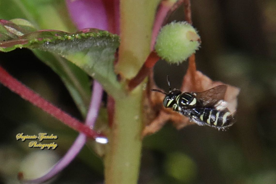 Small carpenter bee, Ceratina collusor, Subgenus Ceratinidia  Ceratina collusor,Companion Small Carpenter,Fall,Geotagged,Indonesia