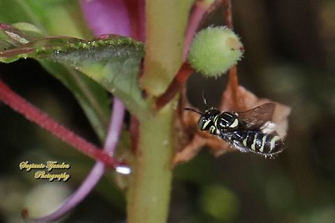 Small carpenter bee, Ceratina collusor, Subgenus Ceratinidia  Ceratina collusor,Companion Small Carpenter,Fall,Geotagged,Indonesia