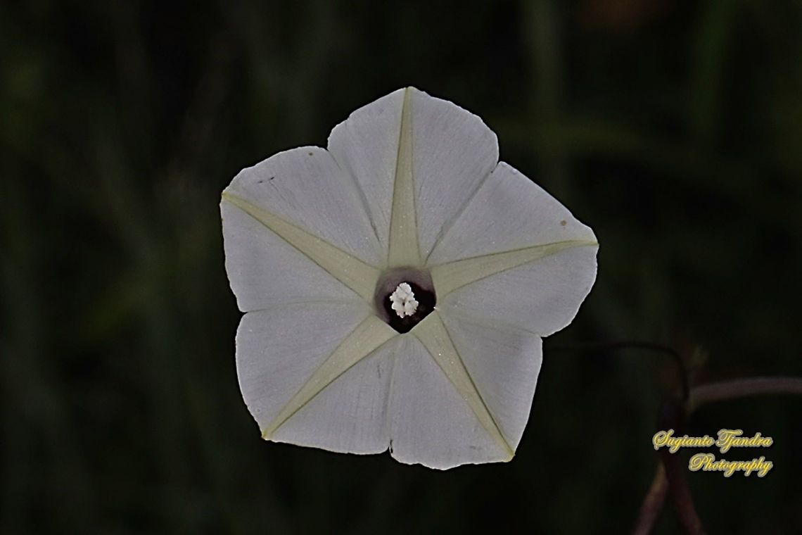 Obscure morning glory flower, Ipomoea obscura  Fall,Geotagged,Indonesia,Ipomoea obscura,Obscure Morning Glory