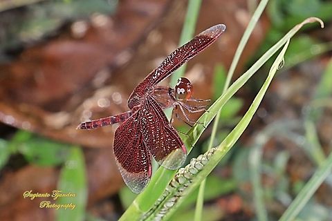 Red Grasshawk Dragonfly, Neurothemis fluctuans  Fall,Geotagged,Indonesia,Neurothemis fluctuans,Red Grasshawk