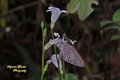 Palm Bob Skipper (Suastus gremius gremius) "sucking nectar on the Chinese Violet Weed flower, Asystasia gangetica"  Fall,Geotagged,Indonesia,Palm Bob,Suastus gremius