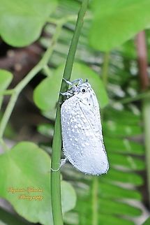 Flatid Planthopper, family Flatidea  Fall,Geotagged,Indonesia