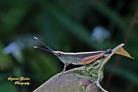 Phlaeoba Antennata Grasshopper, family Acrididae  Fall,Geotagged,Indonesia,Phlaeoba Antennata