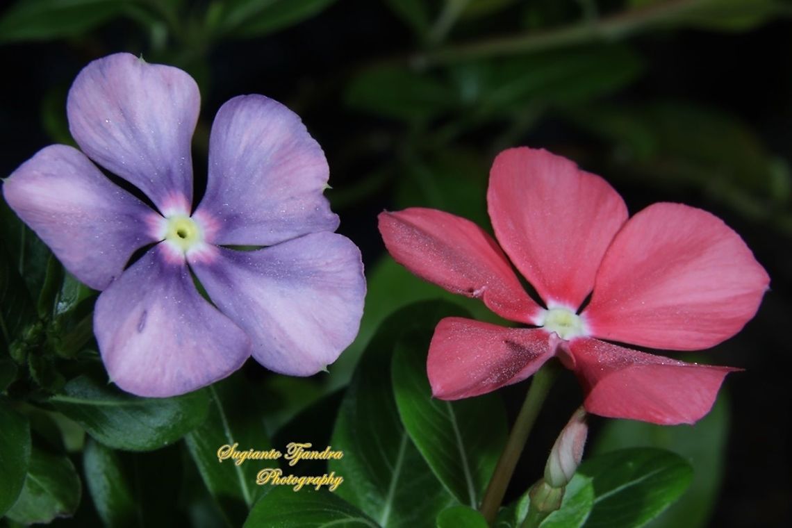 Tapak Dara/ Madagascar Periwinkle, Catharanthus roseus, Apocynaceae  Catharanthus roseus,Fall,Geotagged,Indonesia,Madagascar rosy periwinkle