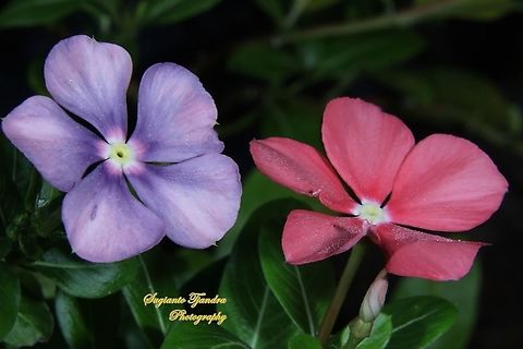 Tapak Dara/ Madagascar Periwinkle, Catharanthus roseus, Apocynaceae  Catharanthus roseus,Fall,Geotagged,Indonesia,Madagascar rosy periwinkle