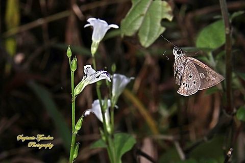 Palm Bob Skipper (Suastus gremius gremius) "flying on to the Chinese Violet Weed flower, Asystasia gangetica"  Fall,Geotagged,Indonesia,Palm Bob,Suastus gremius