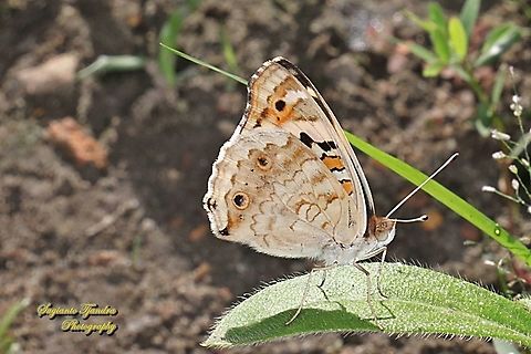 Blue Pansy Butterfly (Junonia orithya) - male lowerside  Fall,Geotagged,Indonesia,Junonia orithya