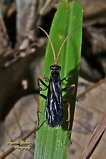 Spider Wasp, family Pompilidae  Fall,Geotagged,Indonesia