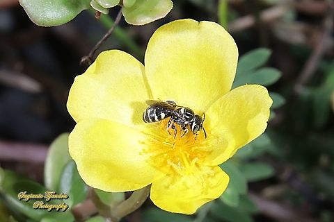 Small carpenter bee, Ceratina collusor, Subgenus Ceratinidia "sucking nectar on the Krokot Mawar/ Moss rose, Portulaca grandiflora"  Ceratina collusor,Companion Small Carpenter,Fall,Geotagged,Indonesia
