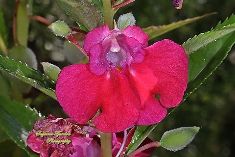 Bunga Pacar Air/ rose balsam, Impatiens balsamina Linn  Fall,Geotagged,Impatiens balsamina,Indonesia