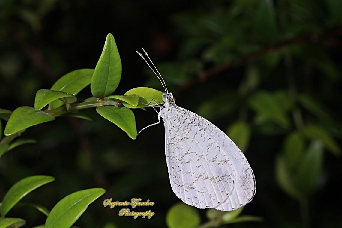 The psyche butterfly, Leptosia nina chlorographa, family Lepidoptera  Fall,Geotagged,Indonesia,Leptosia nina,Psyche