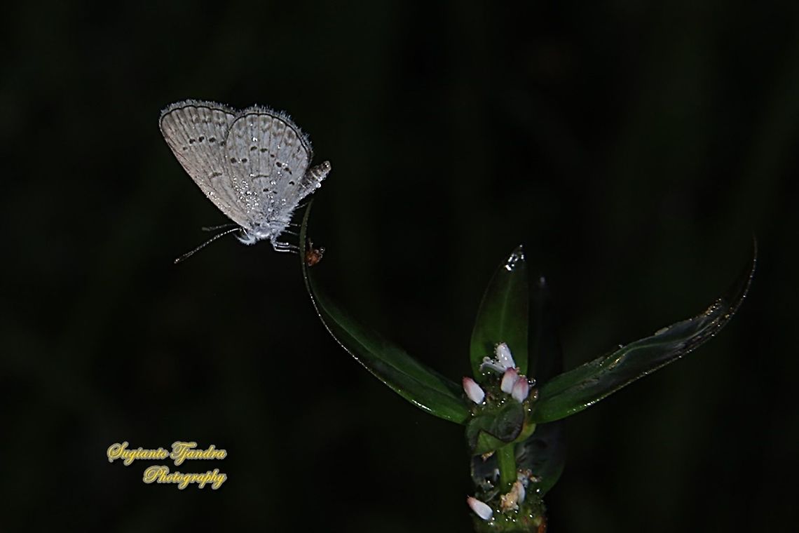 Pale Grass Blue, Zizeeria maha serica  Fall,Geotagged,Indonesia,Pale grass blue,Pseudozizeeria maha