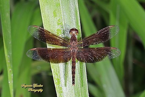 Red Grasshawk Dragonfly, Neurothemis fluctuans - female  Fall,Geotagged,Indonesia,Neurothemis fluctuans,Red Grasshawk