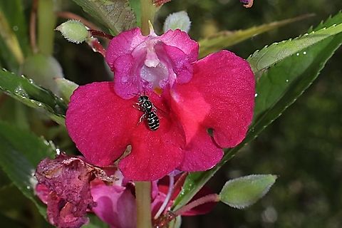 Small carpenter bee, Ceratina collusor, Subgenus Ceratinidia "looking for nectar on the Bunga pacar air/ rose balsam, impatiens balsamina linn"  Ceratina collusor,Companion Small Carpenter,Fall,Geotagged,Indonesia