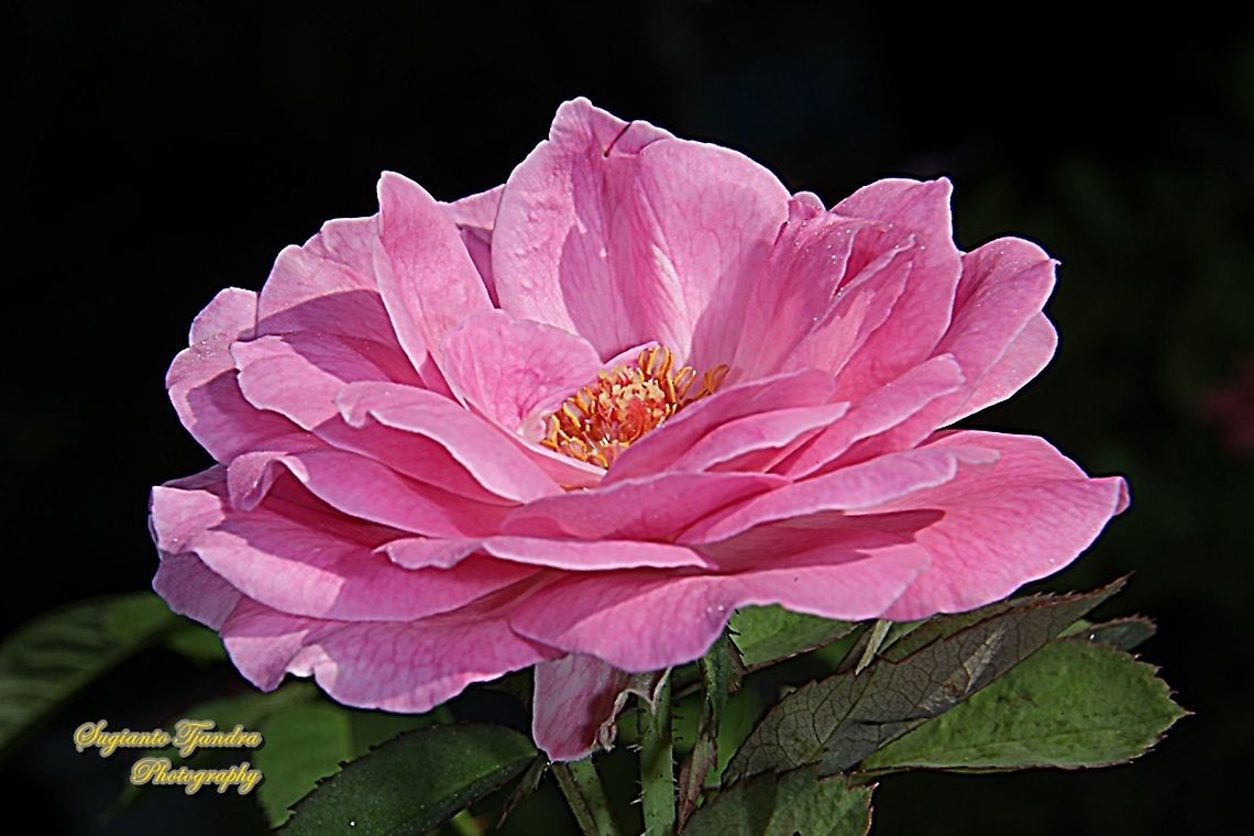 Pink rose flower, Rosaceae  Fall,Geotagged,Indonesia