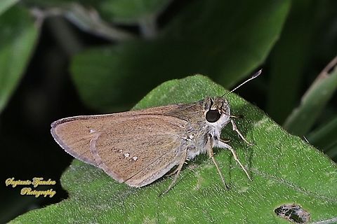 Skipper Butterfly, the Lesser Long-spot Flitter, Isma bononia bononia  Fall,Geotagged,Indonesia,Isma bononia